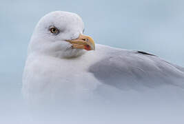 European Herring Gull