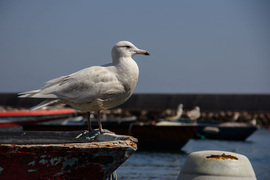 Glaucous Gull