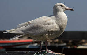 Glaucous Gull