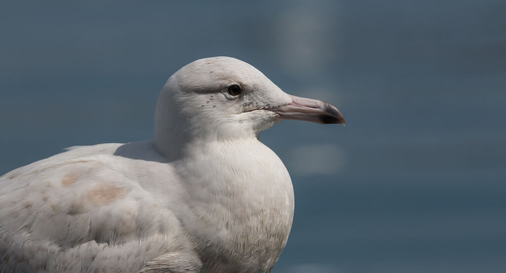 Glaucous Gull