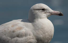 Glaucous Gull