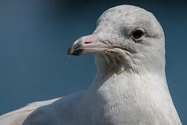 Glaucous Gull