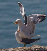 Lesser Black-backed Gull