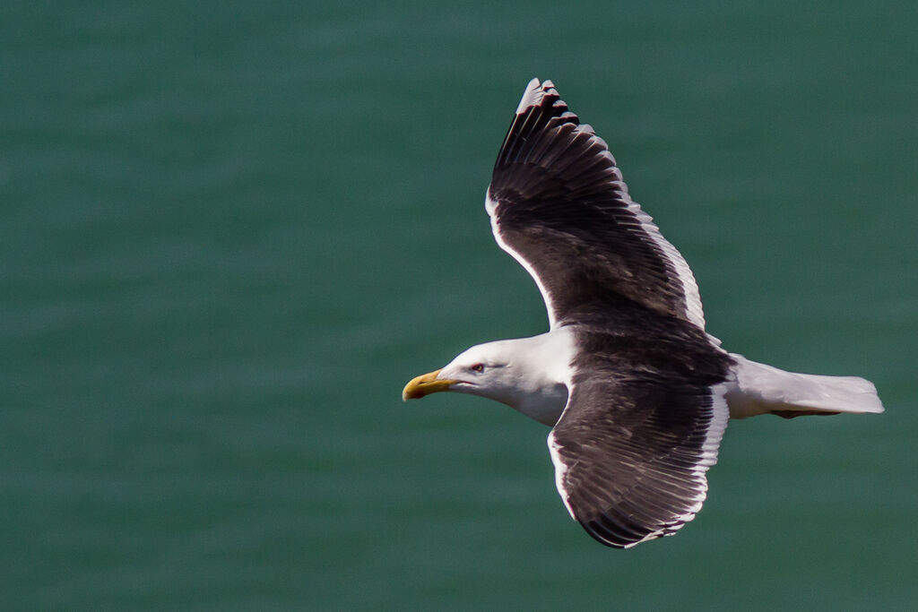 Lesser Black-backed Gull