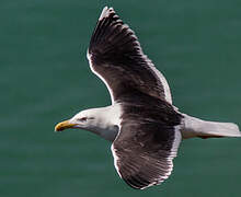 Lesser Black-backed Gull