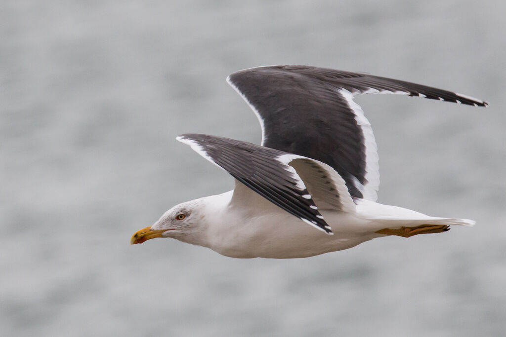 Lesser Black-backed Gull