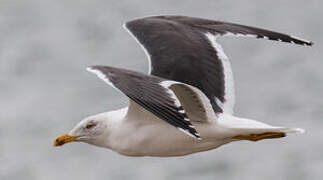 Lesser Black-backed Gull