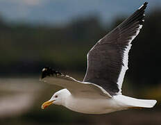 Lesser Black-backed Gull