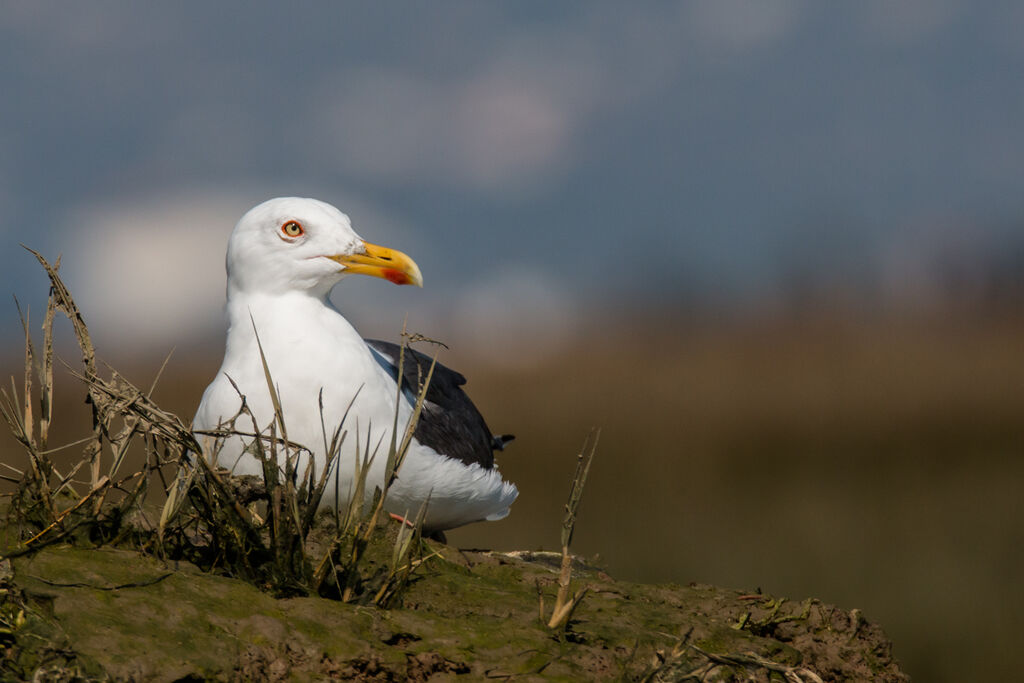 Lesser Black-backed Gull