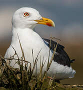 Lesser Black-backed Gull