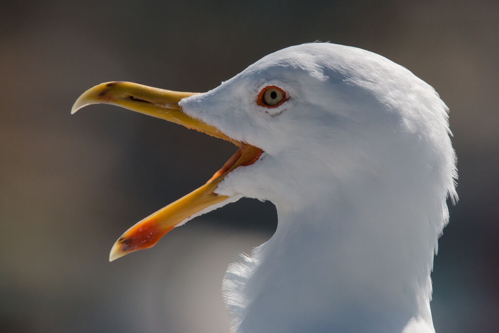 Lesser Black-backed Gull