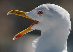 Lesser Black-backed Gull