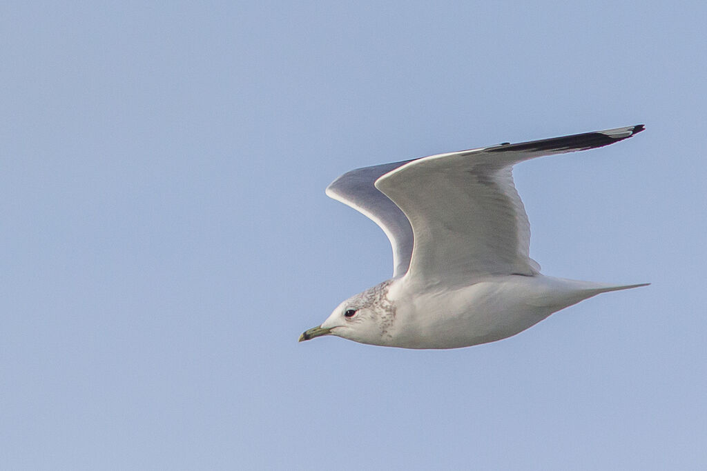 Mew Gull