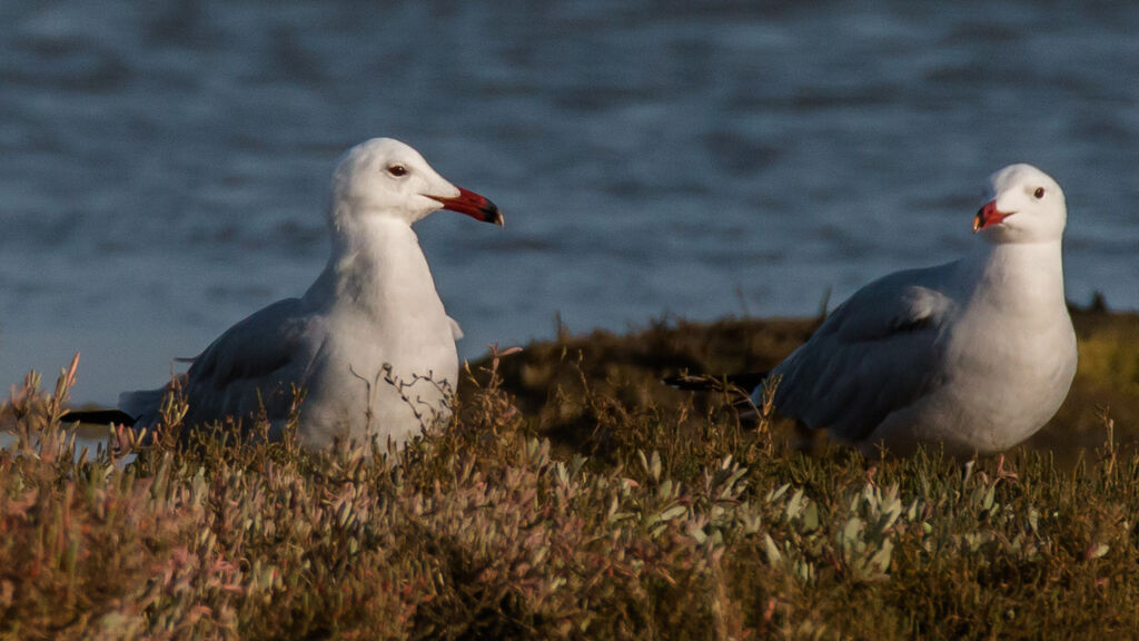 Audouin's Gull