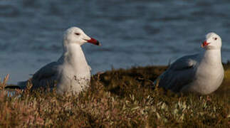 Audouin's Gull