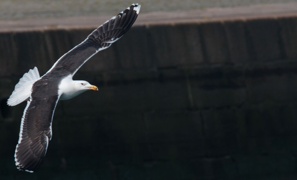 Great Black-backed Gull