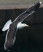 Great Black-backed Gull