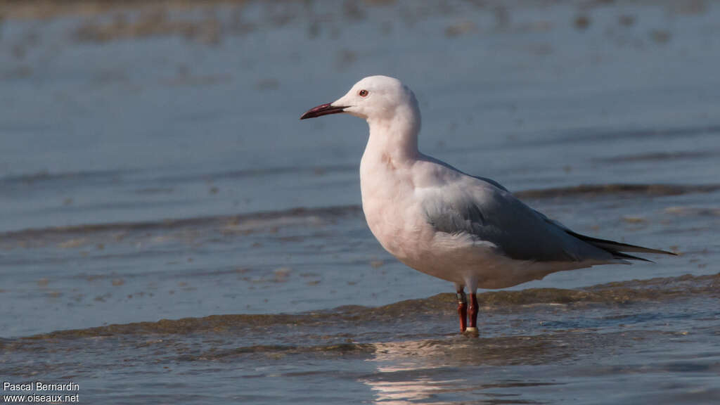 Slender-billed Gulladult breeding, pigmentation