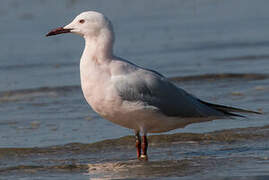 Slender-billed Gull