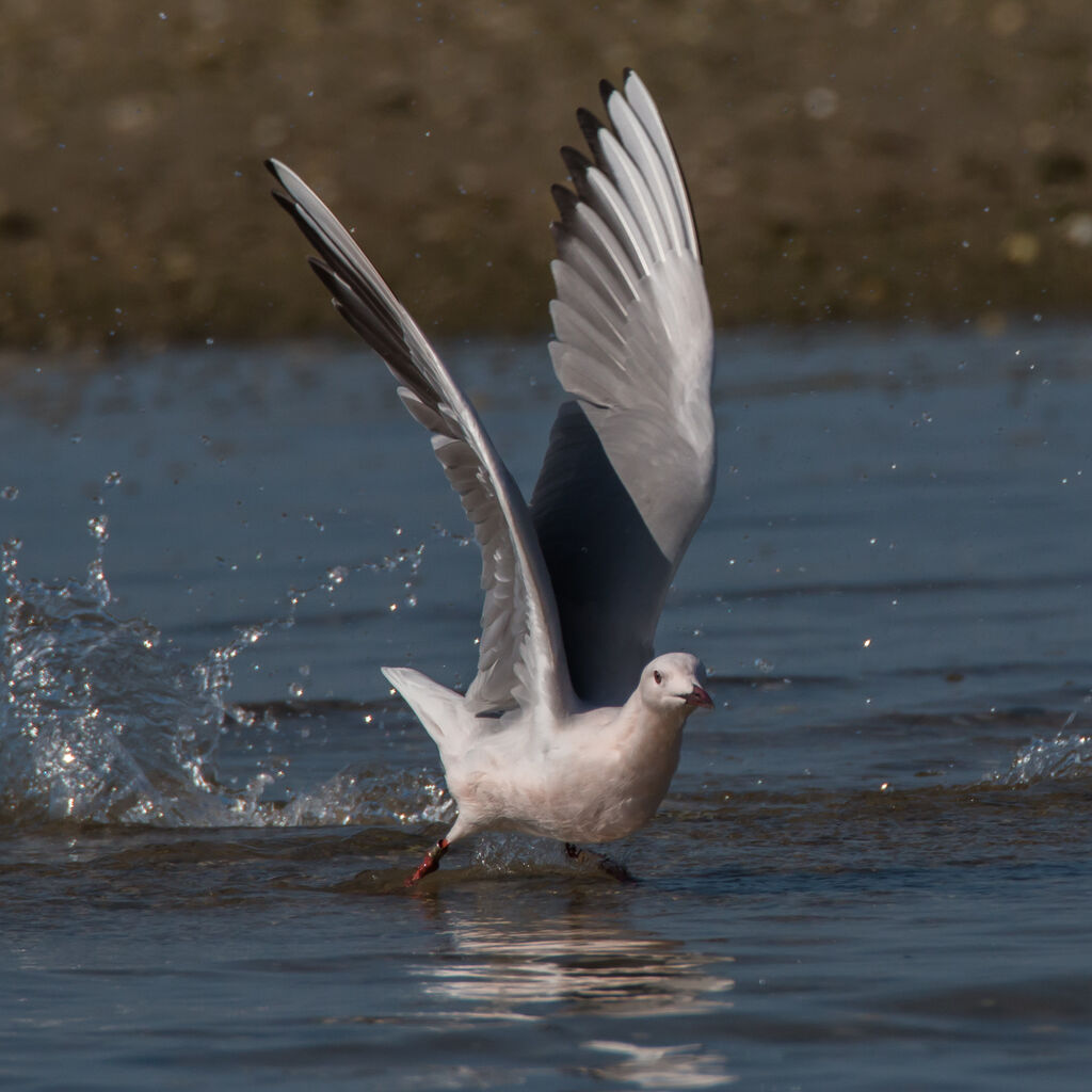 Slender-billed Gull