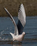 Slender-billed Gull