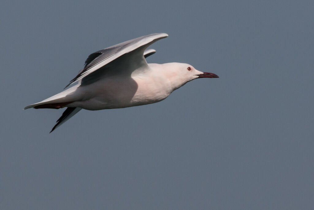 Slender-billed Gull