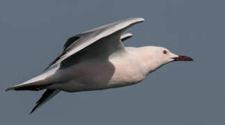 Slender-billed Gull