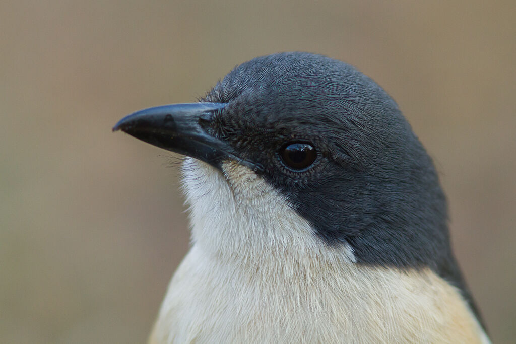 Southern Boubou