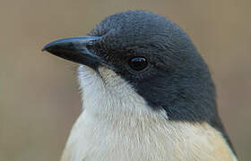 Southern Boubou