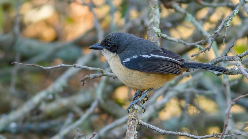 Southern Boubou