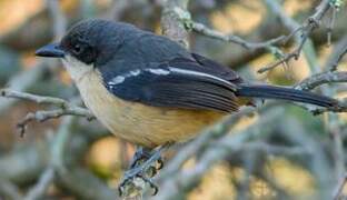 Southern Boubou