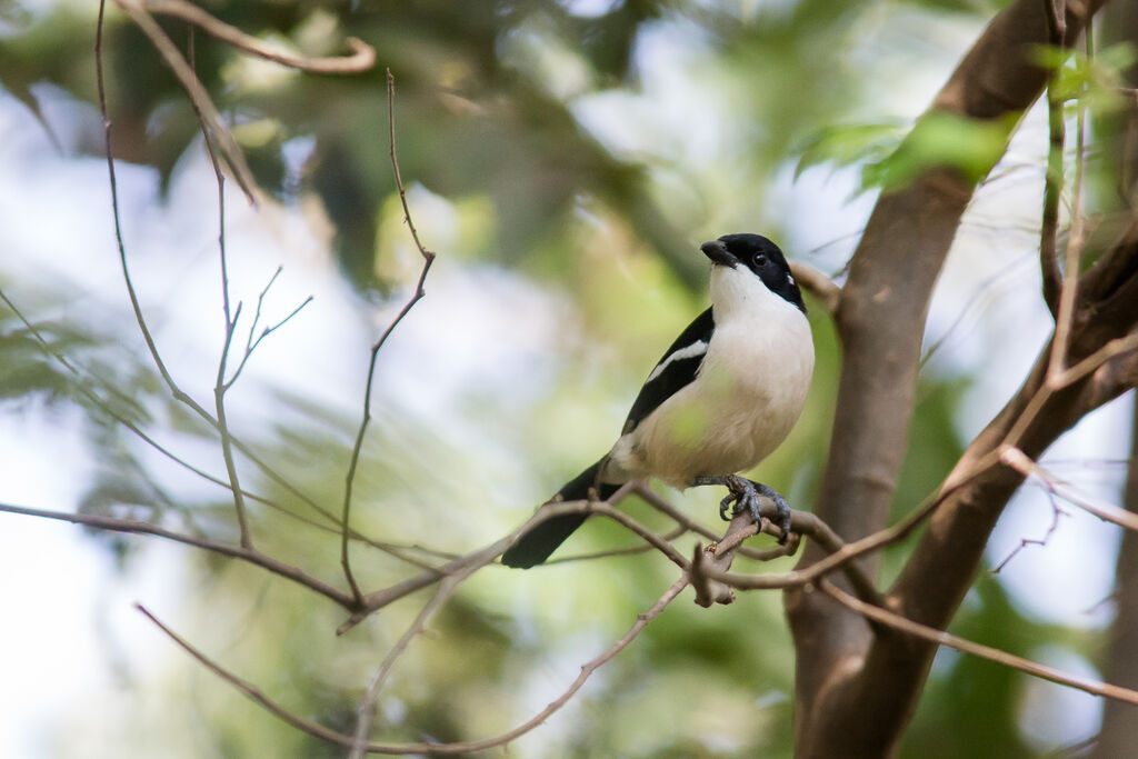 Ethiopian Boubou