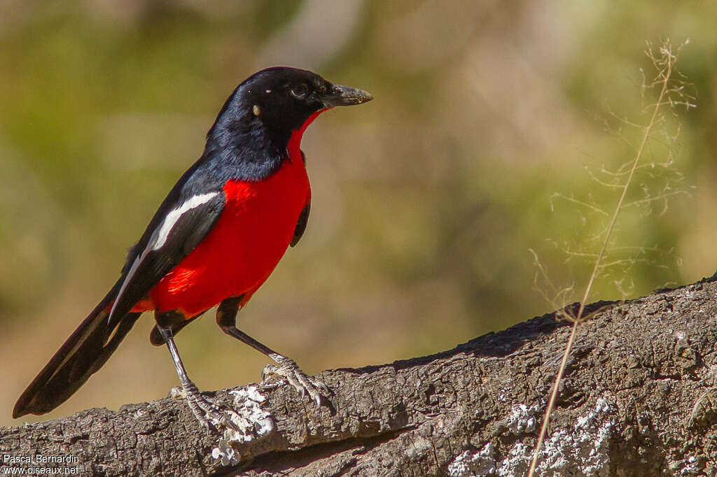 Crimson-breasted Shrikeadult, Behaviour