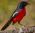 Gonolek rouge et noir