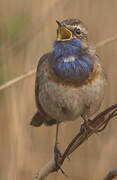 Bluethroat