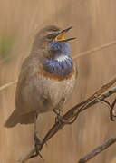 Bluethroat