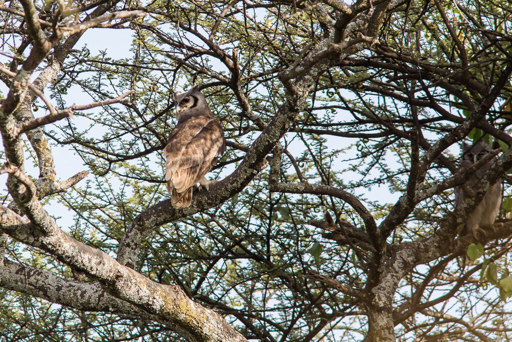 Verreaux's Eagle-Owl