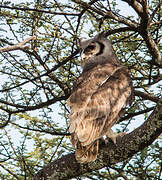 Verreaux's Eagle-Owl