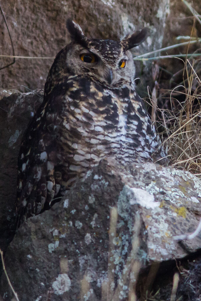 Cape Eagle-Owl