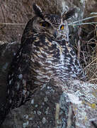 Cape Eagle-Owl