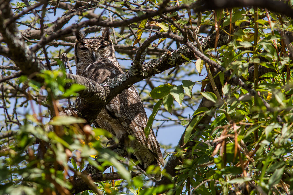 Greyish Eagle-Owl