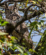 Greyish Eagle-Owl