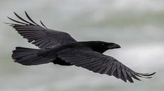 Northern Raven