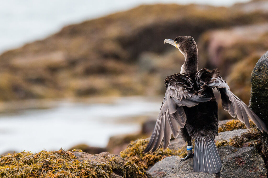 Great Cormorantjuvenile