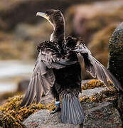 Great Cormorant