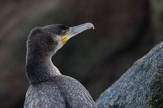 grand-cormoran-juv-nile-pber168135