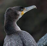 Grand Cormoran