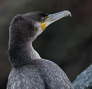 Great Cormorant