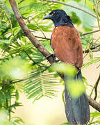 Greater Coucal