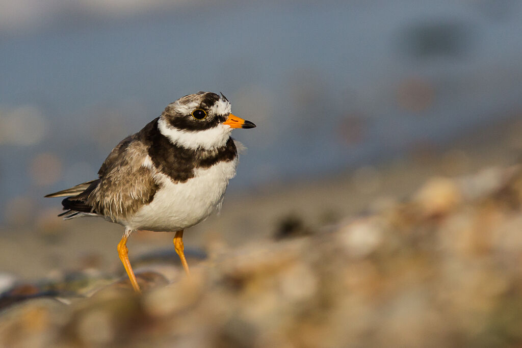 Common Ringed Ploveradult